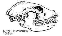レッサーパンダの骨格