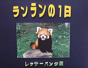 ランランの一日